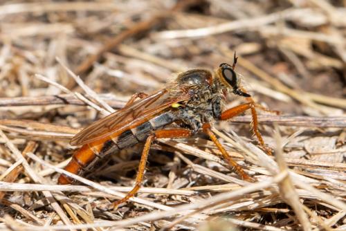 Réf. 297 360 : Stenopogon sabaudus